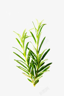 迷迭香孤立中药绿色叶成分香料草药设计植物调味品调料素材