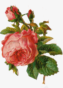 漂亮手绘玫瑰花8素材