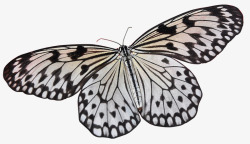 蝴蝶昆虫翼性质鳞翅目动物异国情调飞行关闭孤立素材