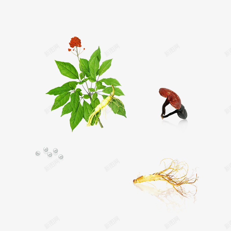 灵芝珍珠人参药材中药png免抠素材_88icon https://88icon.com 灵芝 珍珠 人参 药材 中药