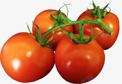 蕃茄成熟桁架食品蔬菜素营养剪出孤立素材