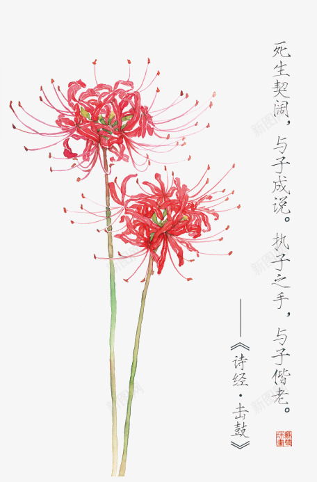 诗经花朵插画配图png免抠素材_88icon https://88icon.com 诗经 花朵 插画 配图
