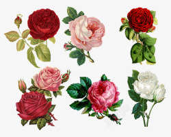 玫瑰拼贴画酿酒古董经典花的花植物红色剪贴簿植物学开素材