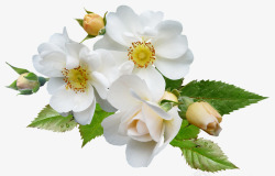玫瑰白花植物花园自然剪出孤立素材