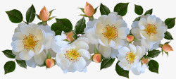 玫瑰白香剪出孤立香水安排花园自然素材