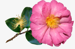 茶花花单个粉红色的盛开自然素材