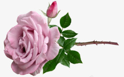 花紫红玫瑰干香剪出孤立花园自然素材