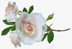 花玫瑰干叶子微妙香水剪出孤立花园自然素材