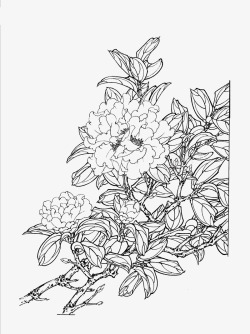 免扣白描工笔画花卉茶花篇素材