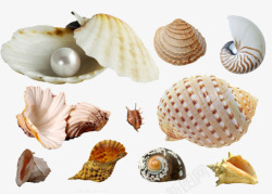 海洋贝壳素材