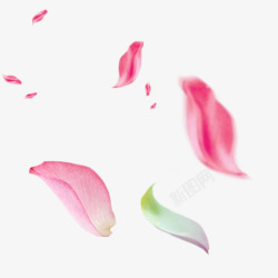 漂浮粉红色花瓣洒落桃花春天春季装饰植物素材