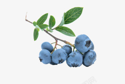 蓝莓水果蓝色素材
