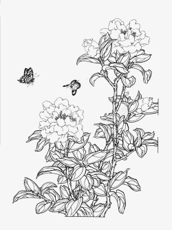 免扣白描工笔画花卉茶花篇素材