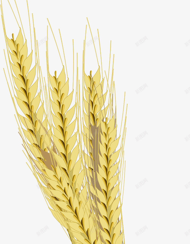 麦穗稻谷高粱小麦稻穗模板下载7788MB食物饮品大png免抠素材_88icon https://88icon.com 小麦 模板下载 稻穗 稻谷 金色麦穗 食物 饮品 高粱 麦穗 黃色稻穗