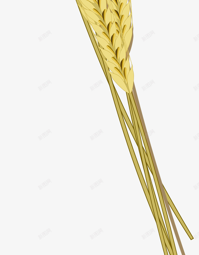 麦穗稻谷高粱小麦稻穗模板下载7788MB食物饮品大png免抠素材_88icon https://88icon.com 小麦 模板下载 稻穗 稻谷 金色麦穗 食物 饮品 高粱 麦穗 黃色稻穗