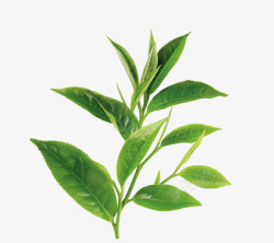 1119035580XL茶树绿茶茶叶素材