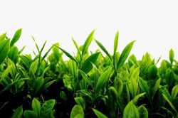 绿色植物草茶叶素材