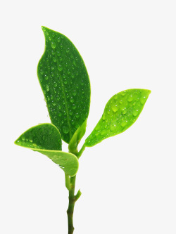 茶叶植物叶子素材