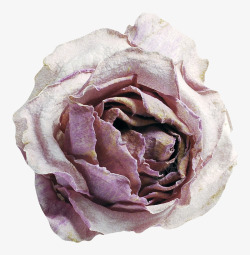 欧式唯美复古浪漫玫瑰花卉装饰免扣图案PS手账影楼1素材