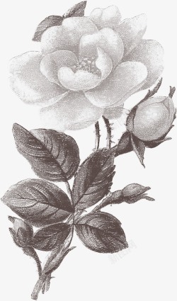 欧式复古古典唯美花卉纹理蕾丝图案手账设计PS16素材
