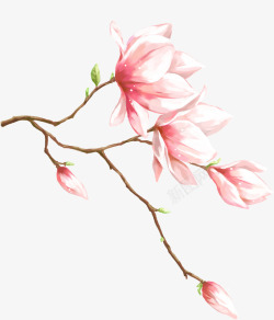 春天手绘粉色玉兰素材