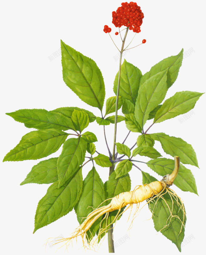 药草中药png免抠素材_88icon https://88icon.com 药草 中药
