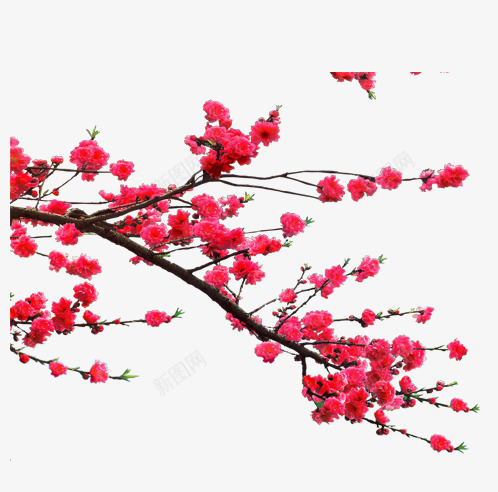 桃花png免抠素材_88icon https://88icon.com 桃花