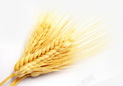 小麦麦穗麦苗金色麦田素材