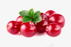 蔓越莓水果素材
