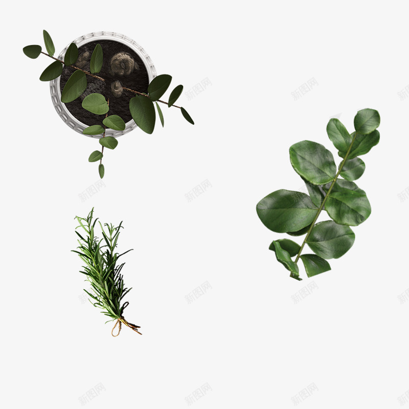 植物盆栽摆件png免抠素材_88icon https://88icon.com 植物 盆栽 摆件