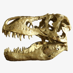 恐龙化石金属动物头骨摆件素材