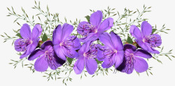 鲜花紫色安排花园自然剪出孤立素材