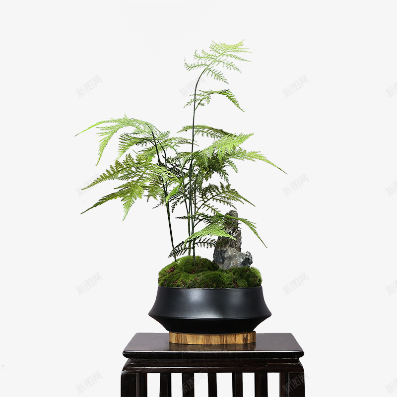 中式仿真文竹植物微景观造景花几书房茶艺室案头软装饰png免抠素材_88icon https://88icon.com 中式 仿真 文竹 植物 景观 造景 书房 茶艺 案头 装饰