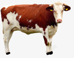 孤立牛动物性质牛肉哺乳动物素材