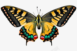 动物世界蝴蝶飞行翼丰富多彩孤立昆虫地点探头素材
