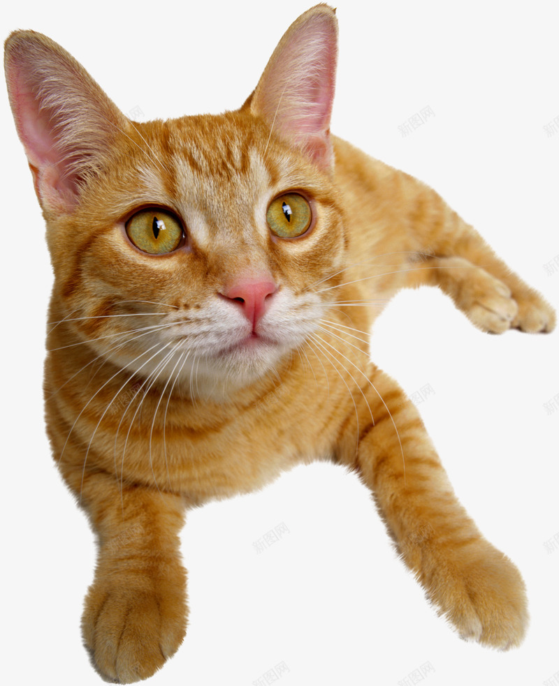 可爱的猫猫小猫咪橘猫png免抠素材_88icon https://88icon.com 可爱 爱的 猫猫 小猫 猫咪 橘猫
