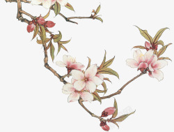 古风唯美水彩手绘粉色桃花树花朵花瓣花枝免扣透明设计素材