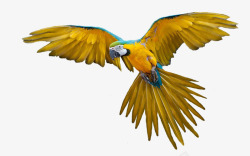 鹦鹉孤立飞行黄色的羽毛鸟黄色丰富多彩羽毛素材
