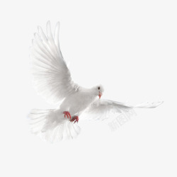 和平鸽鸽子鸟类PSD源文件透明开业宣传PS影楼后期素材