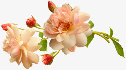 鲜花杏玫瑰茎贺卡装修剪出孤立花园自然素材