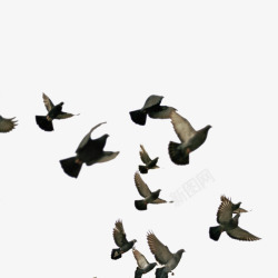 和平鸽鸽子鸟类PSD源文件透明开业宣传PS影楼后期素材