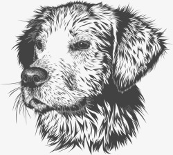 狗动物国内动物小狗宠物肖像图素材