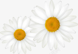 白色菊花2植物素材