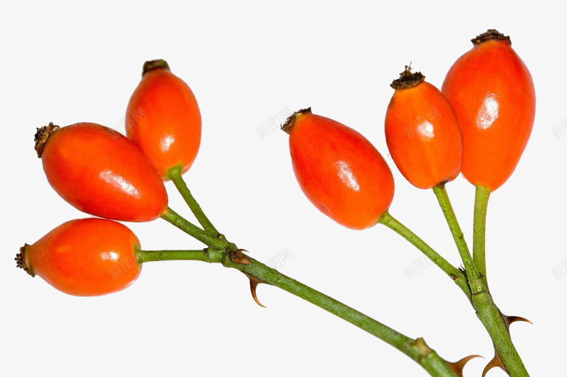 玫瑰果果实png免抠素材_88icon https://88icon.com 玫瑰 果果 果实