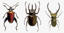甲虫昆虫性质宏昆虫飞行多彩甲壳素节肢动物门热带昆虫素材