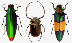 甲虫昆虫性质宏昆虫飞行多彩甲壳素节肢动物门热带昆虫素材