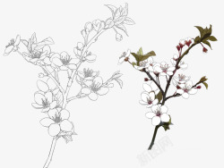 各式花卉花朵叶子线稿上色稿手稿集来源公众号旭旭樱花素材