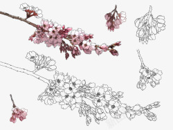 各式花卉花朵叶子线稿上色稿手稿集来源公众号旭旭樱花素材