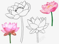 各式花卉花朵叶子线稿上色稿手稿集来源公众号旭旭莲花素材