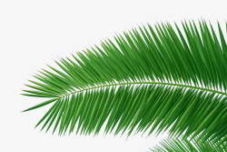 椰子树叶免扣透明绿色椰子素材